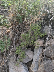Justicia californica