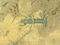 Procambarus spiculifer