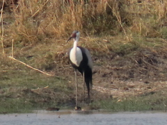 Bugeranus carunculatus