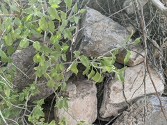 Justicia californica