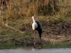 Bugeranus carunculatus