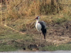 Bugeranus carunculatus