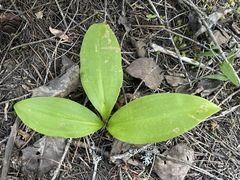 Clintonia uniflora