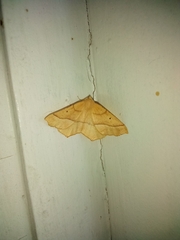 Tetracis jubararia