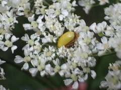 Cteniopus sulphureus