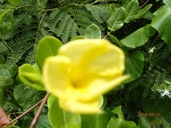 Pentalinon luteum