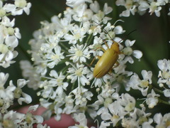 Cteniopus sulphureus
