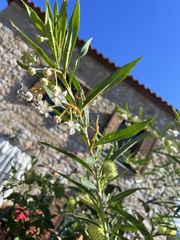 Gomphocarpus physocarpus