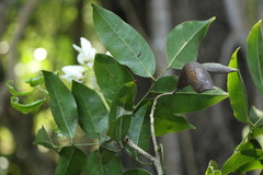 Craibia zimmermannii