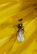 Proctotrupomorpha
