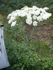 Laserpitium latifolium