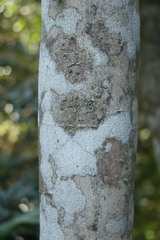 Craibia zimmermannii