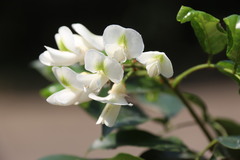 Craibia zimmermannii