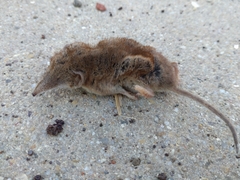 Crocidura suaveolens