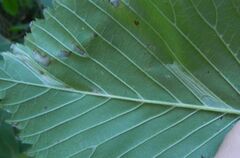 Phyllonorycter tristrigella