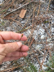 Ionactis linariifolia