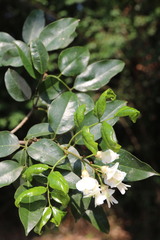 Craibia zimmermannii