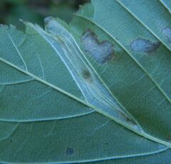 Phyllonorycter tristrigella