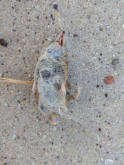 Crocidura suaveolens