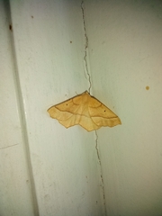 Tetracis jubararia