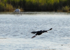 Porphyrio porphyrio
