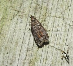 Eudonia submarginalis