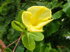 Pentalinon luteum