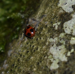 Endomychus coccineus