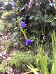 Aristea ecklonii