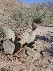 Opuntia basilaris basilaris