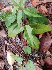 Bignonia capreolata