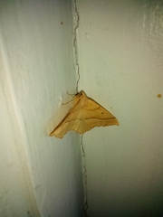 Tetracis jubararia
