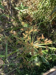 Cyperus esculentus esculentus