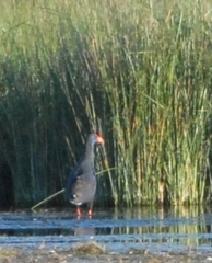 Porphyrio porphyrio