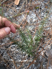 Ionactis linariifolia