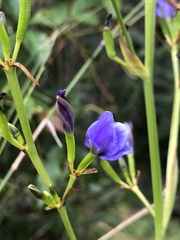 Aristea ecklonii