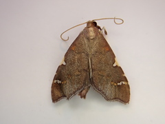 Deana hybreasalis