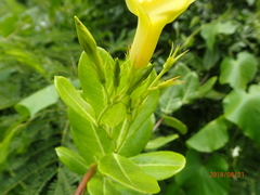 Pentalinon luteum