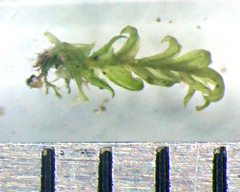 Fissidens bryoides