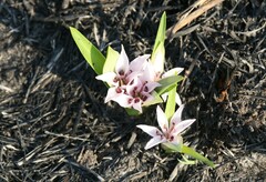 Colchicum decipiens