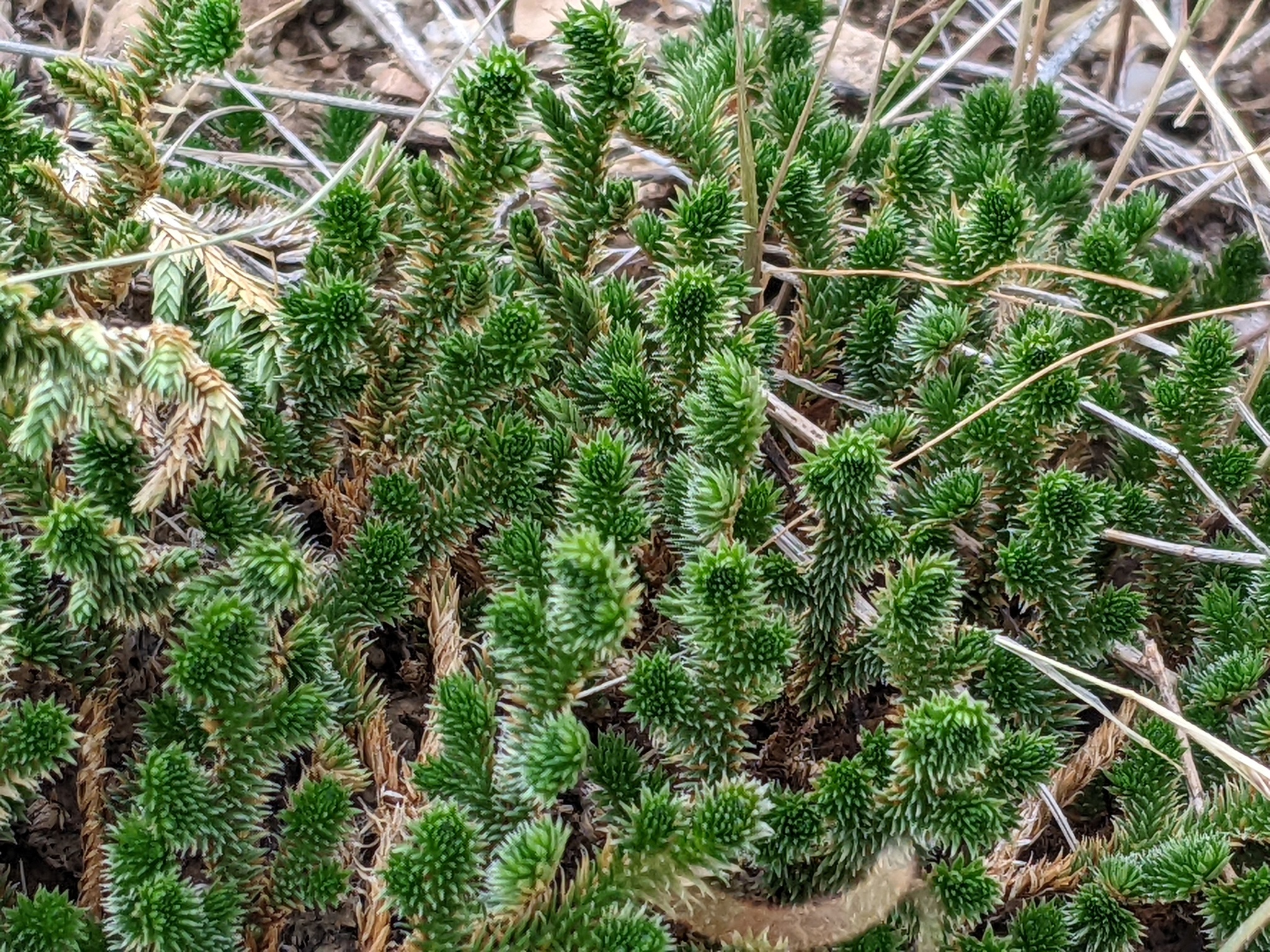 Selaginella arizonica