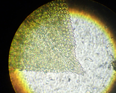 Fissidens bryoides