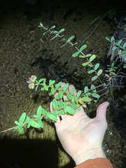 Hypericum virginicum