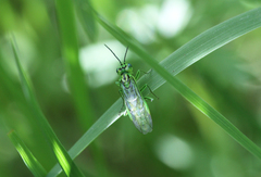 Rhogogaster punctulata