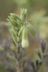 Onosma arenaria