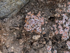Psora