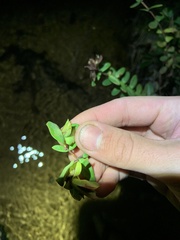 Hypericum virginicum