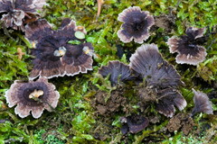 Thelephora caryophyllea