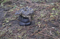 Crotalus molossus