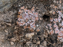 Psora